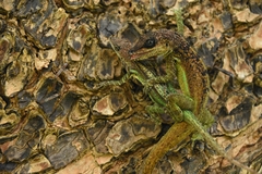 Anolis extremus