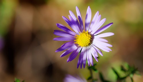 late purple aster (Symphyotrichum patens)
