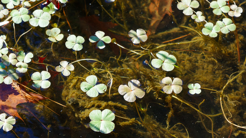 European Waterclover (Marsilea quadrifolia)