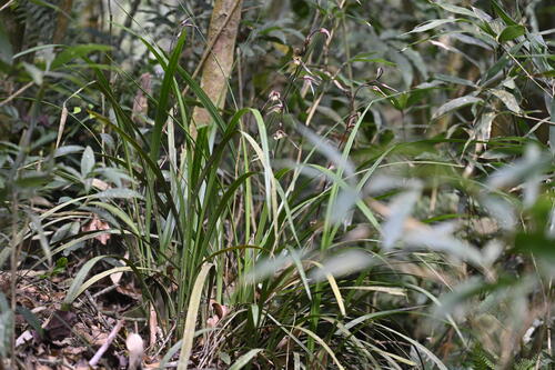 Cymbidium kanran iNat (2)