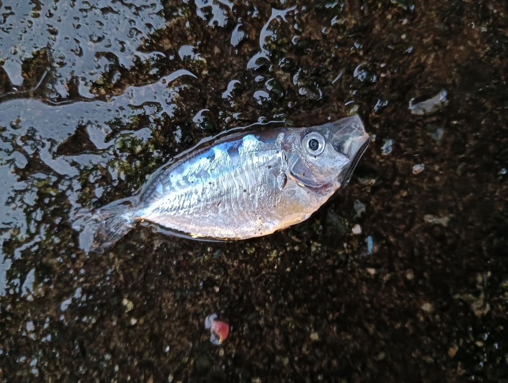 Orangefin ponyfish (Photopectoralis aureus) — Leiognathidae