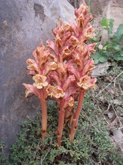 Orobanche alba