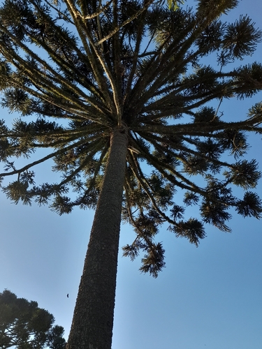 Paraná Araucaria