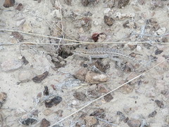 Uta stansburiana stansburiana