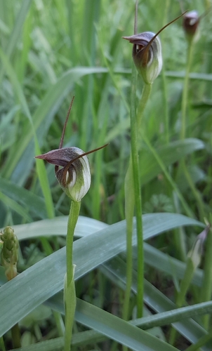 maroonhood (Pterostylis pedunculata)
