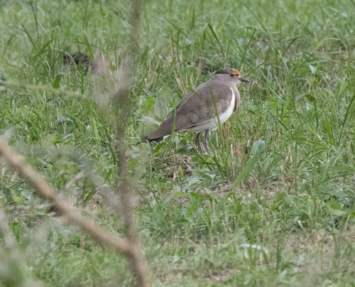 Brown-chested Lapwing (Vanellus superciliosus), photo 7