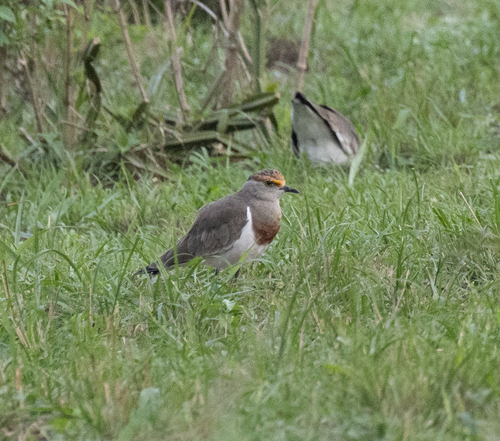 Brown-chested Lapwing (Vanellus superciliosus), photo 8