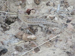 Uta stansburiana stansburiana