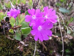 Primula hirsuta