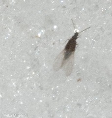 Carcinocephalus flavidus