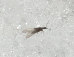 Carcinocephalus flavidus