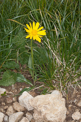 Senecio doronicum