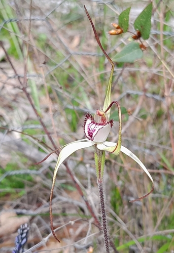 white beauty spider orchid (Caladenia argocalla)