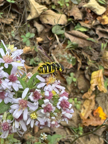 Unknown species found near Berma Road, Potomac, MD, US