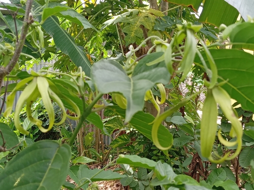 Cananga odorata