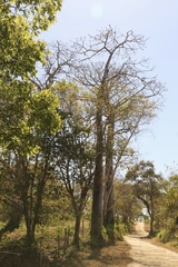 Cavanillesia platanifolia