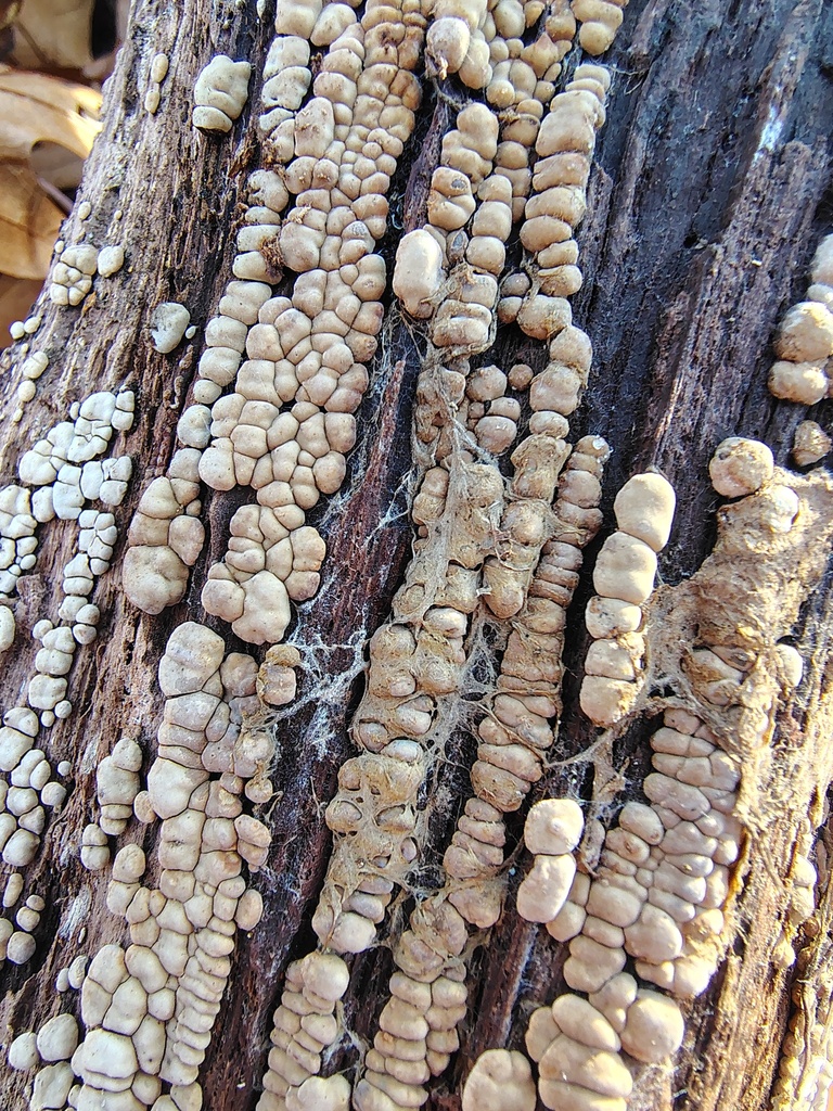 Xylobolus frustulatus · December 2025 · photo: © yoatzin (iNaturalist, cc-by)