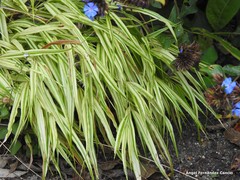 Hakonechloa macra