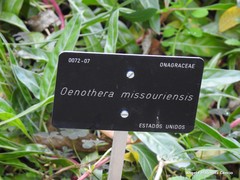 Oenothera macrocarpa macrocarpa