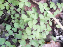 Adiantum tricholepis
