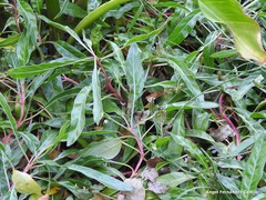Oenothera macrocarpa macrocarpa