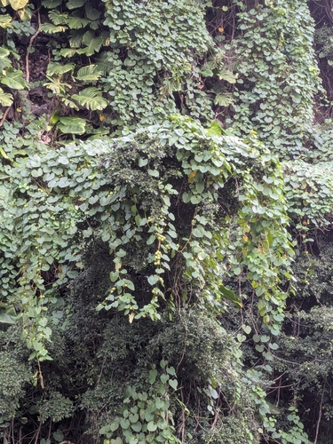 Stictocardia tiliifolia observed 2025-12-25