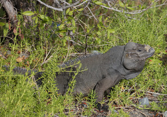 Cyclura cornuta