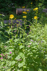 Doronicum austriacum