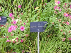 Kniphofia triangularis