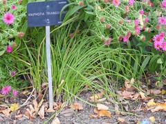 Kniphofia triangularis