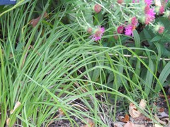 Kniphofia triangularis