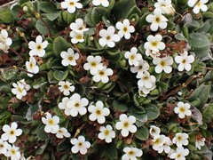 Myosotis lyallii elderi