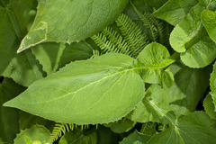 Doronicum austriacum