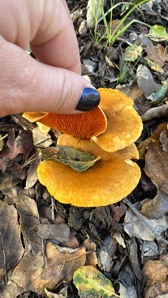 Hygrophoropsis aurantiaca · December 2025 · photo: © wildflowerwatching (iNaturalist, cc-by)