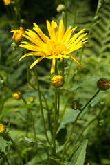 Doronicum austriacum