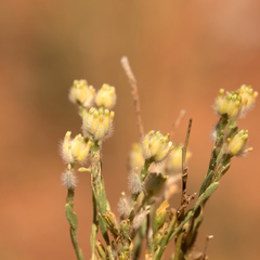 Pimelea trichostachya