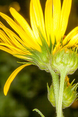 Doronicum austriacum