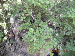 Adiantum tricholepis