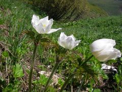 Pulsatilla alpina