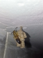 Mischocyttarus cerberus