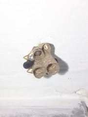 Mischocyttarus cerberus