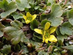 Ranunculus foliosus