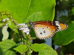 Danaus chrysippus chrysippus