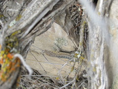Uta stansburiana stansburiana