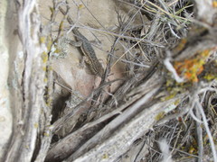 Uta stansburiana stansburiana