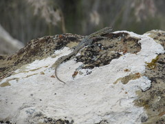 Uta stansburiana stansburiana