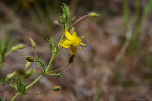 Scoparia montevidensis, photograph 6