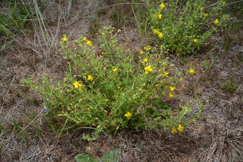 Scoparia montevidensis, photograph 5