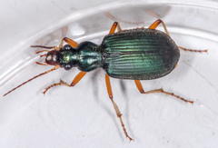 Chlaenius leucoscelis