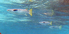Ellochelon vaigiensis